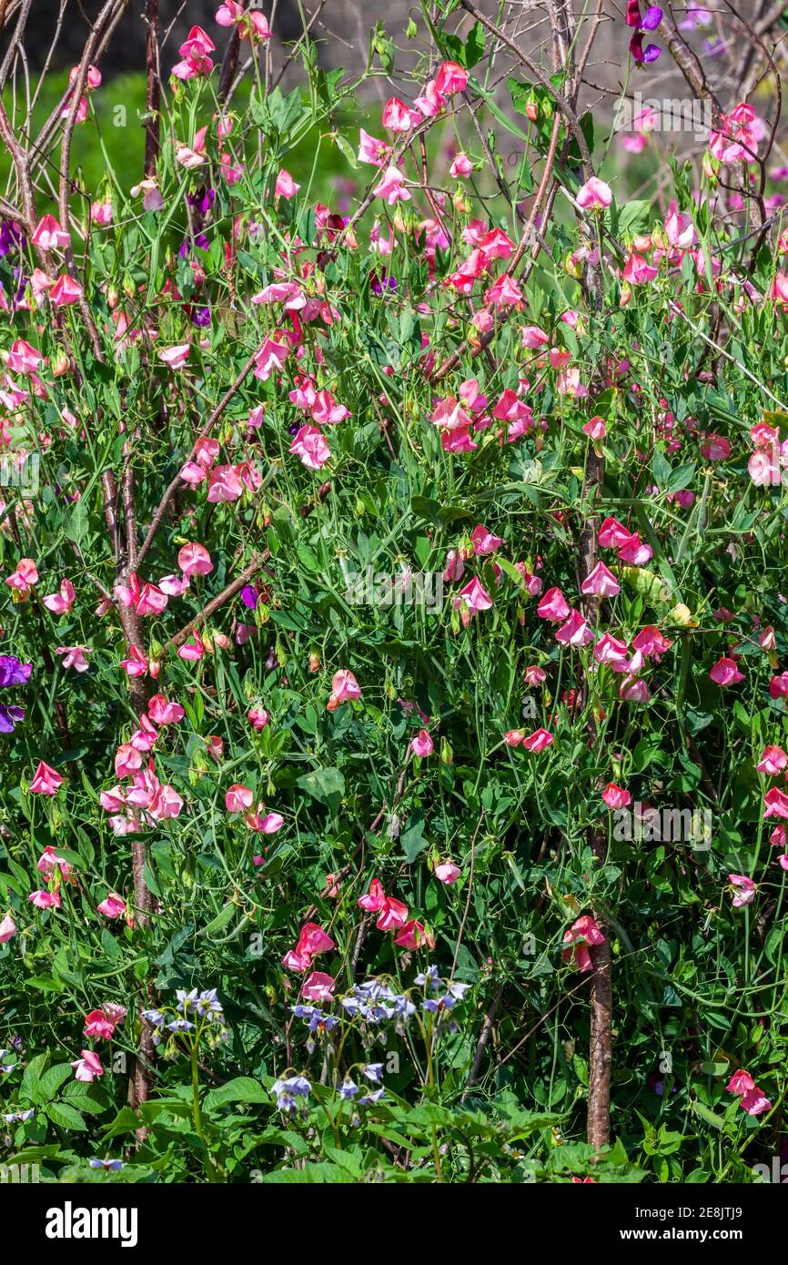 Süße Erbse (Lathyrus odoratus) Eine im Frühling blühende Pflanze mit einer sommerlichen rosa Blume Stock Foto Bild Stockfoto