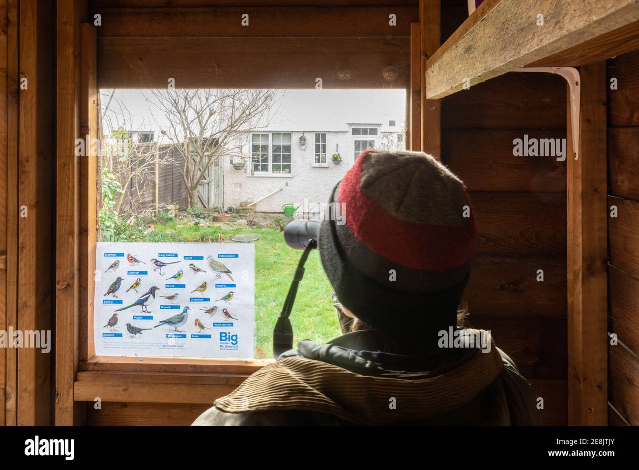 Teilnahme an der Big Garden Birdwatch mit einer RSPB-Vogel-ID (Identifikation) im Fenster des Gartenschuppens, Großbritannien, Januar 2021 Stockfoto