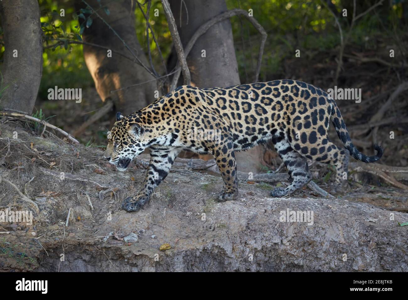 Jaguar (Panthera onca) läuft am Waldrand, Mato Grosso do Sul, Pantanal, Brasilien Stockfoto