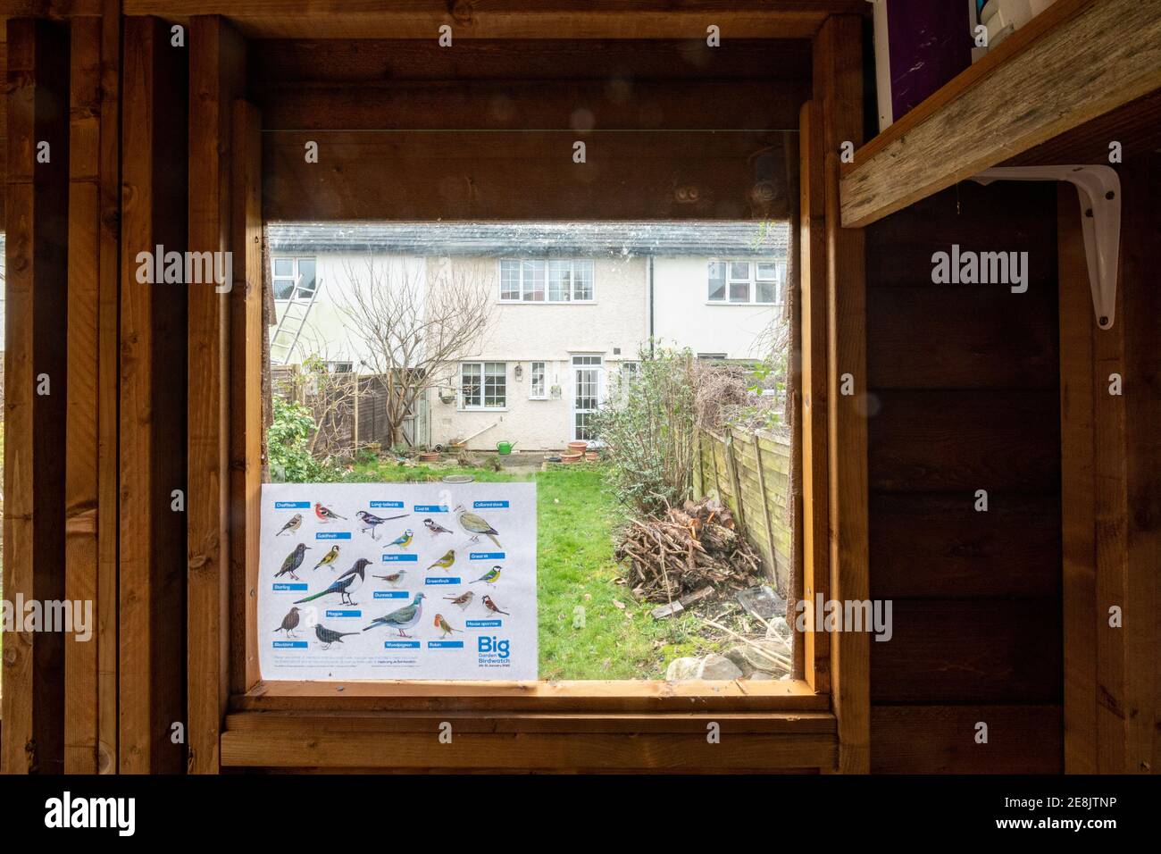 Teilnahme an der Big Garden Birdwatch mit einer RSPB-Vogel-ID (Identifikation) im Fenster des Gartenschuppens, Großbritannien, Januar 2021 Stockfoto