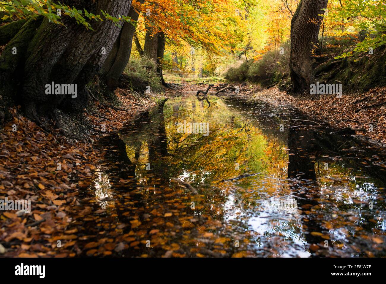 Herbstfarben spiegeln sich im Graben um Hartley Court, einem historischen Ort der Wassersiedlung, Burnham Beeches, Bucks Stockfoto