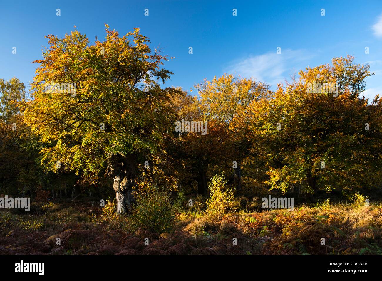 Herbstfarben, Hartley Court Wasserstelle und Gehege, ein Kulturerbe, Burnham Beeches, Bucks Stockfoto