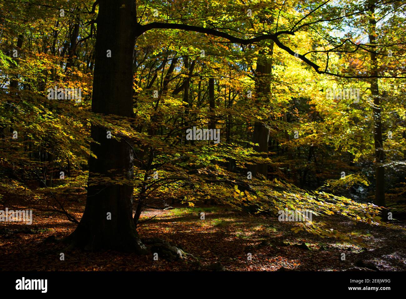 Dapple Licht auf Herbstblätter, Burnham Beeches, Bucks, UK Stockfoto