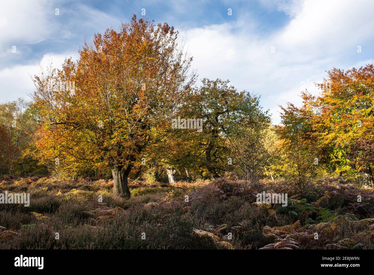 Herbstfarben, Hartley Court Wasserstelle und Gehege, ein Kulturerbe, Burnham Beeches, Bucks Stockfoto