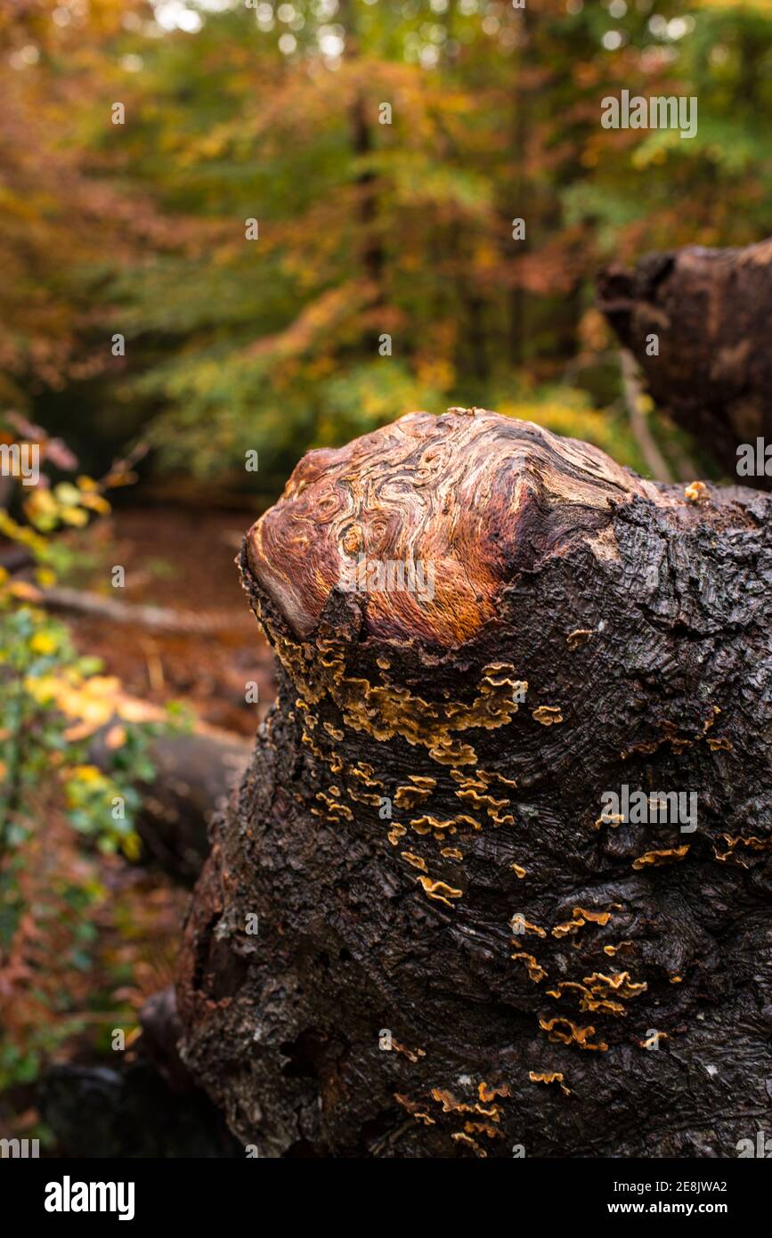 Nahaufnahme Muster auf freigelegten Knoten auf einem toten Baumstamm und Herbstfarben, Burnham Beeches, Burham, Großbritannien Stockfoto