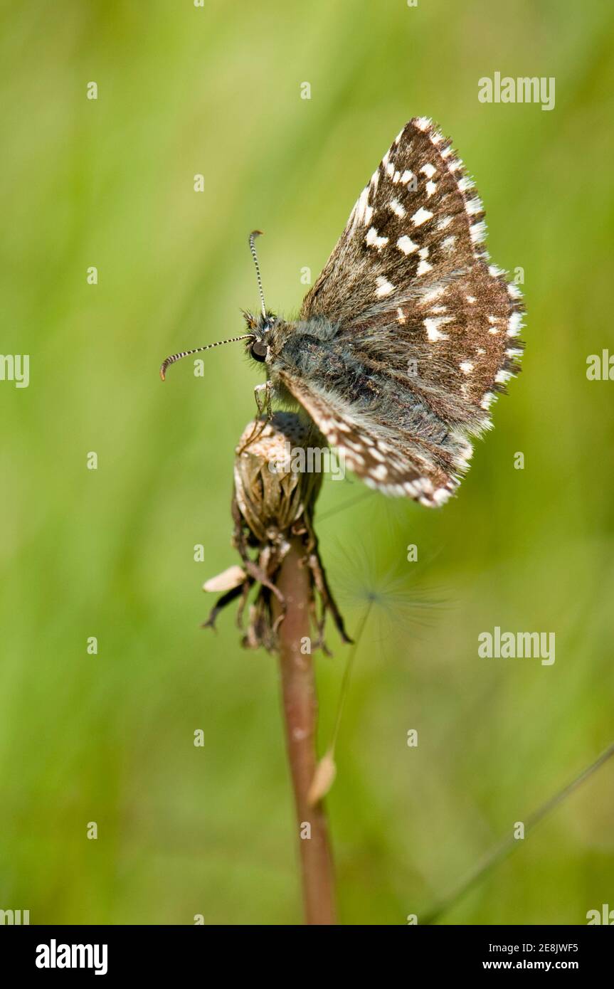 Grizzled Skipper Butterfly, Pyrgus malvae, in Ruhe auf einem Pflanzenblütenkopf im BBOWT's Homefield Wood Reserve, Buckinghamshire, 23rd. Mai 2010. Stockfoto