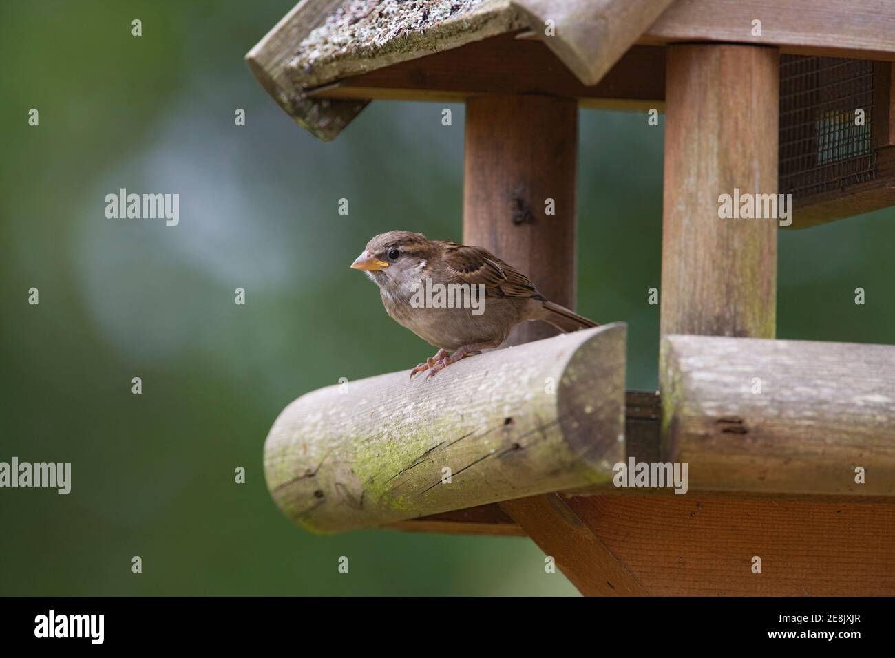 Junghaussperling, Passer domesticus, auf Gartentisch, Northumberland, Großbritannien Stockfoto