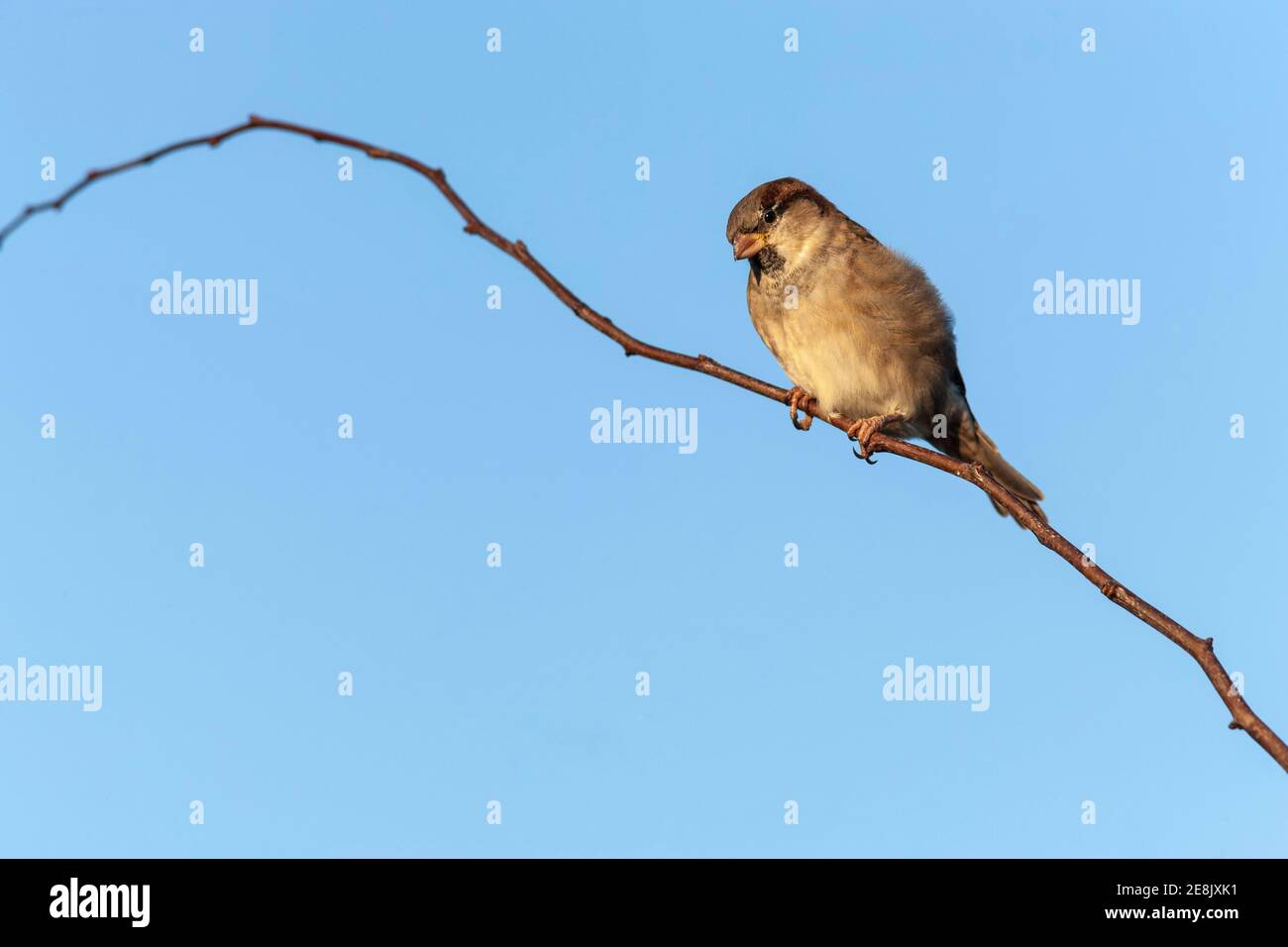 Haussperling (Passer domesticus), Dumfries & Galloway, Großbritannien Stockfoto