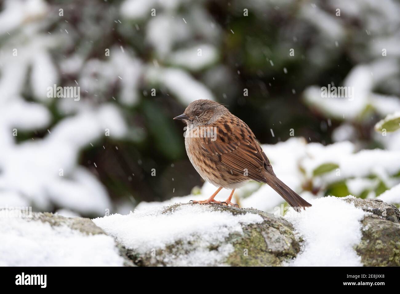 Dunnock (Prunella modularis) im Schnee, Northumberland, Großbritannien Stockfoto