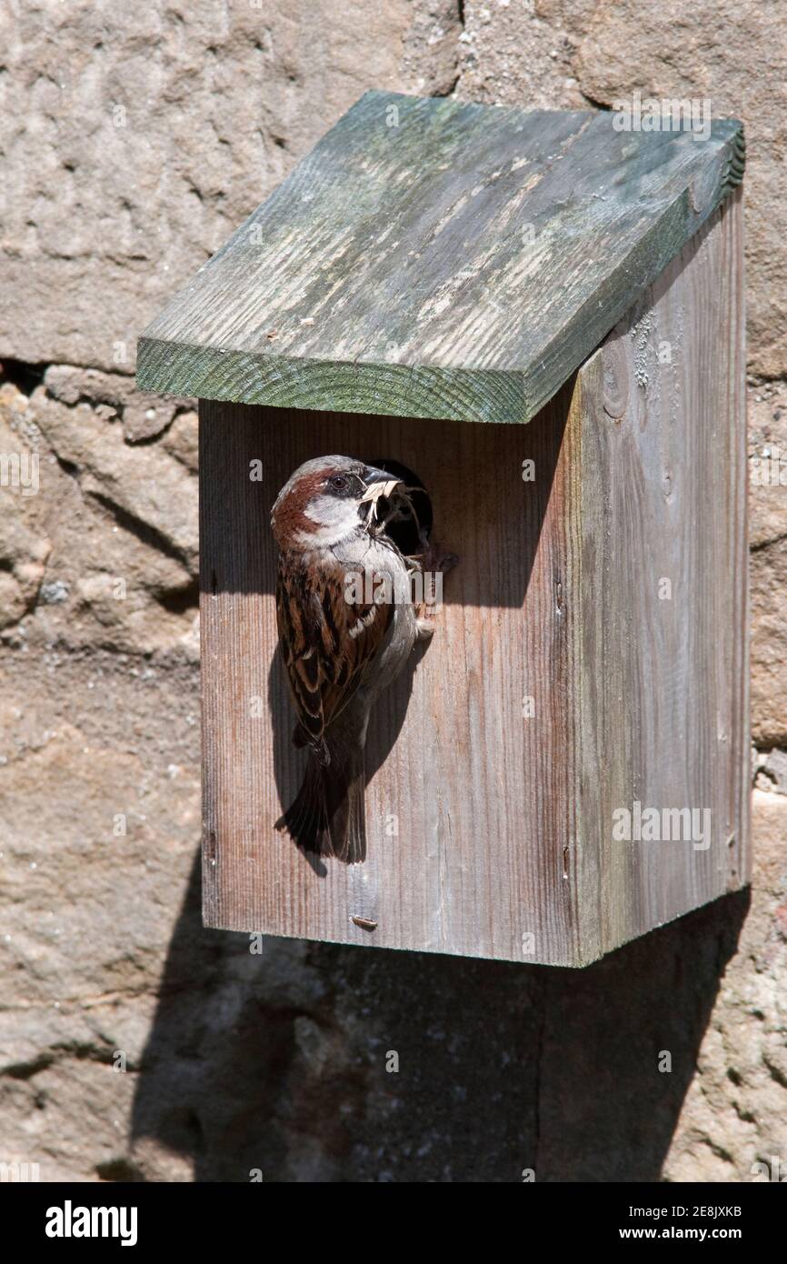 Männlicher Haussperling (Passer domesticus), bei Nestbox, Northumberland, Großbritannien Stockfoto