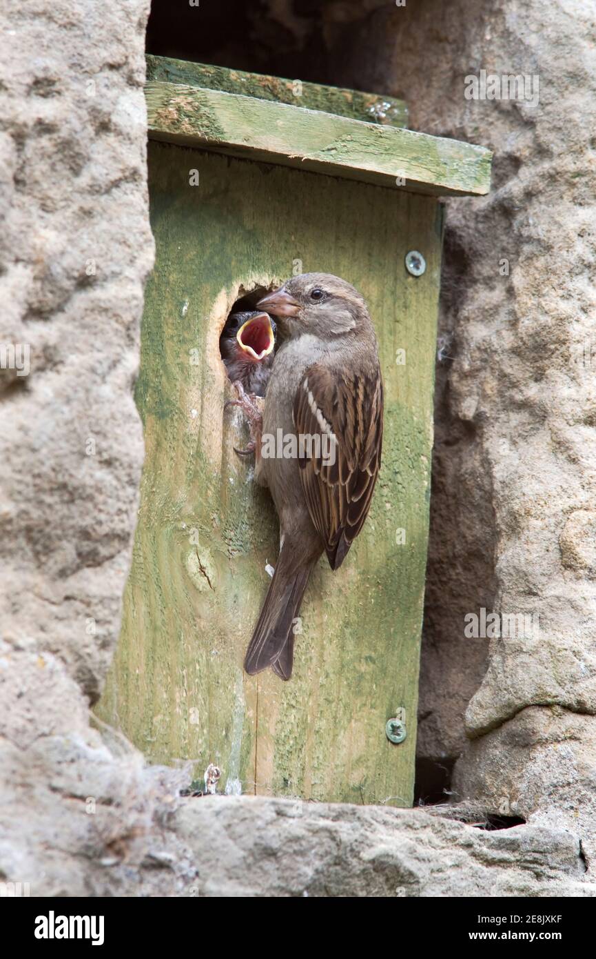 Hausgesperling (Passer domesticus), mit Küken im Nistkasten, Northumberland, UK Stockfoto