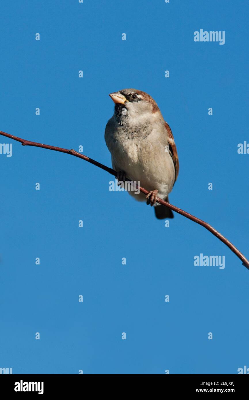 Haussperling (Passer domesticus), Dumfries & Galloway, Großbritannien Stockfoto