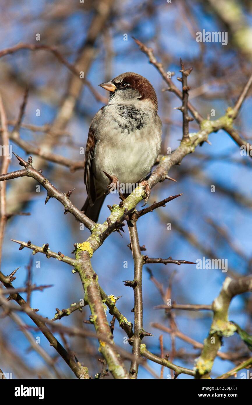 Haussperling (Passer domesticus), Dumfries & Galloway, Großbritannien Stockfoto