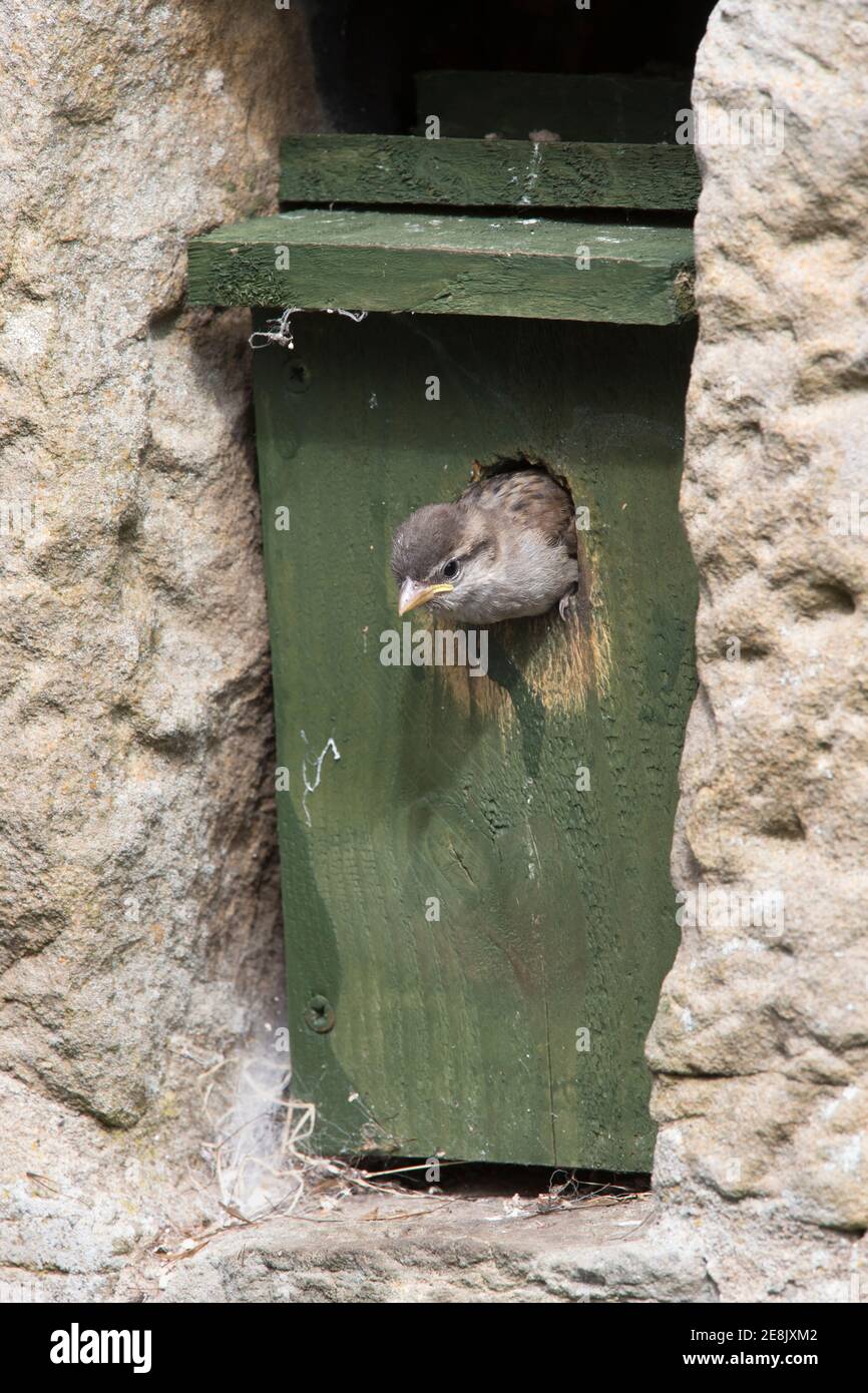 Haussperling (Passer domesticus) verlässt Nistkasten, Northumberland, Großbritannien Stockfoto