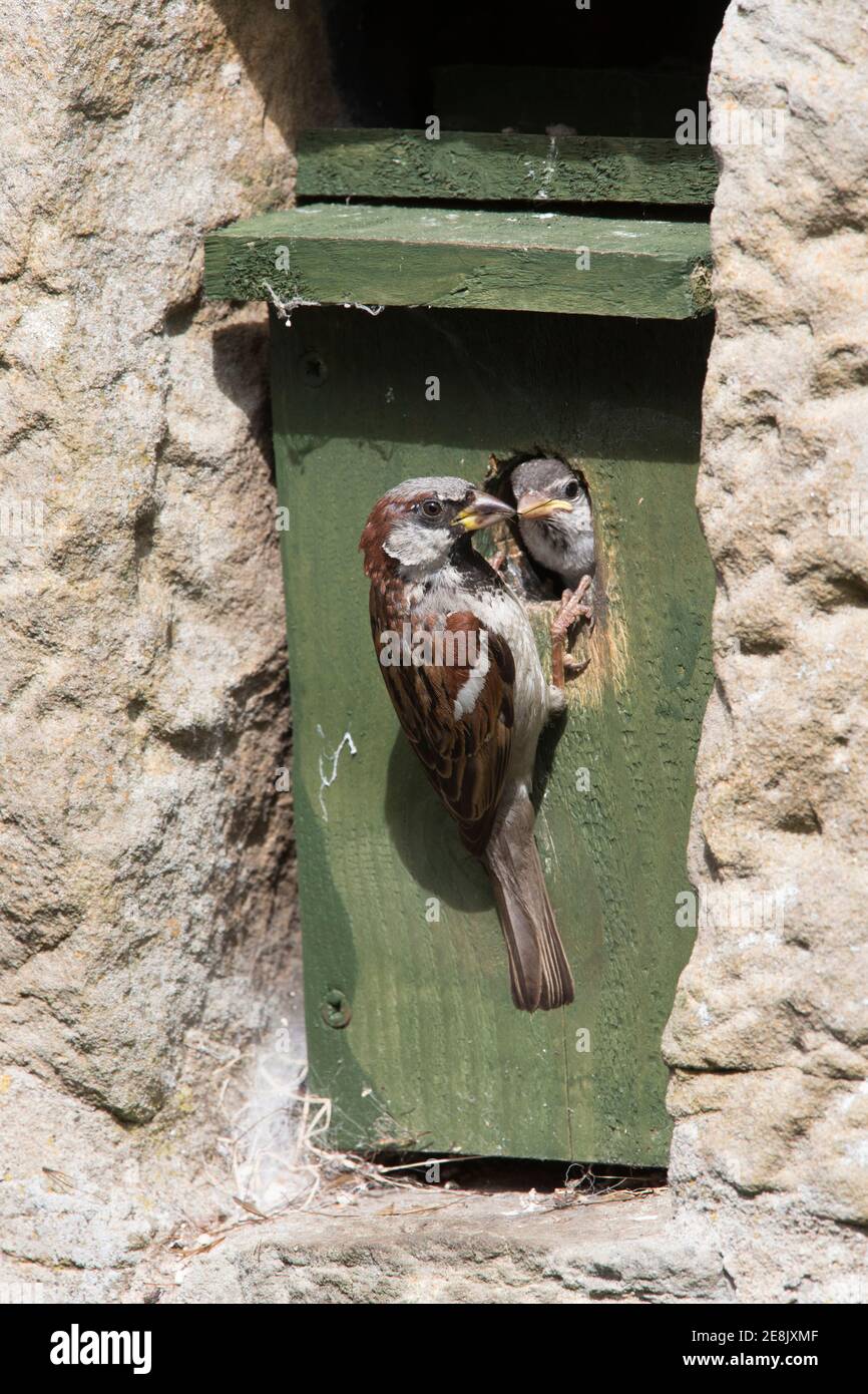 Männlicher Haussperling (Passer domesticus), mit Küken im Nistkasten, Northumberland, UK Stockfoto