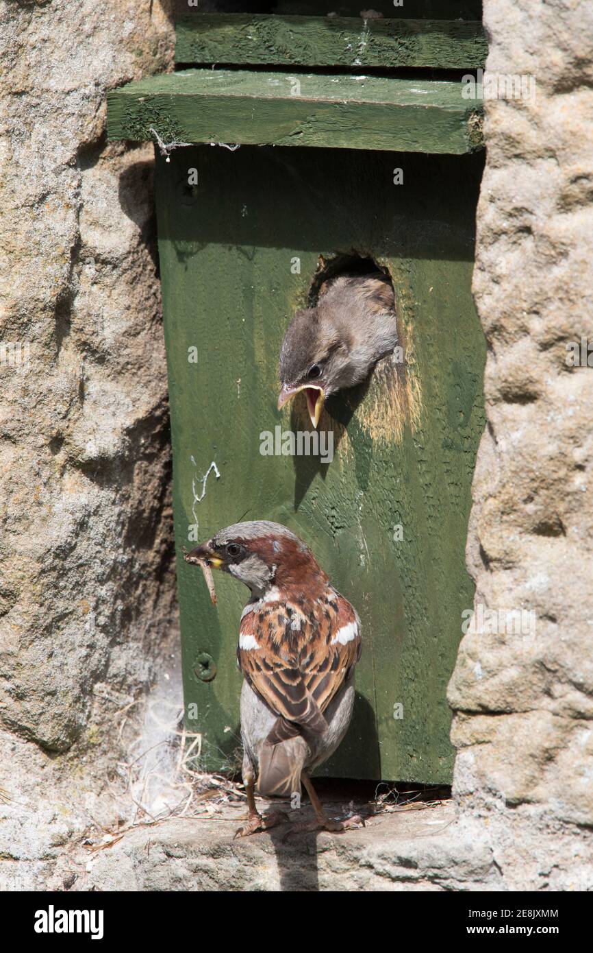 Männlicher Haussperling (Passer domesticus), mit Küken im Nistkasten, Northumberland, UK Stockfoto