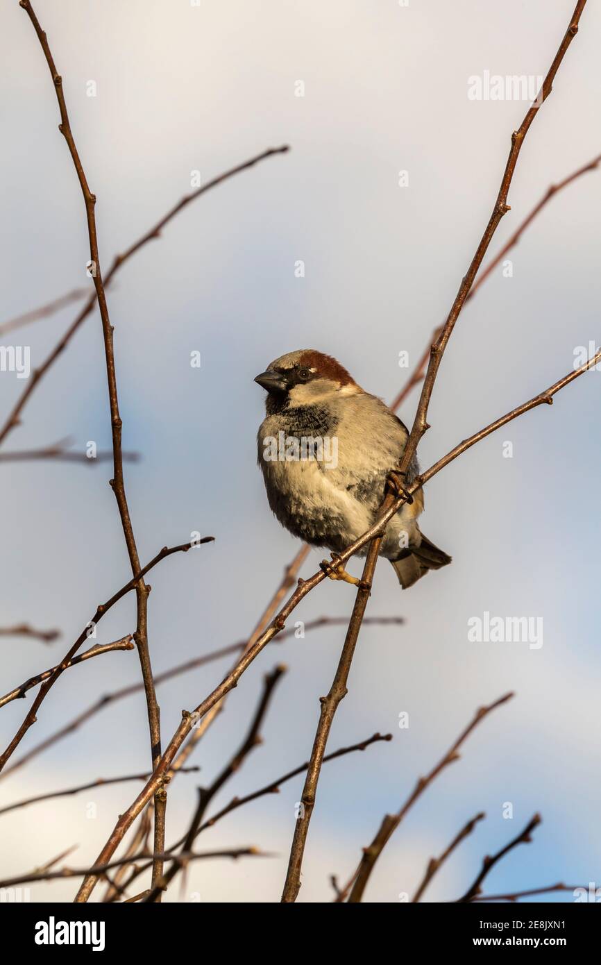 Haussperling (Passer domesticus), Dumfries & Galloway, Großbritannien Stockfoto