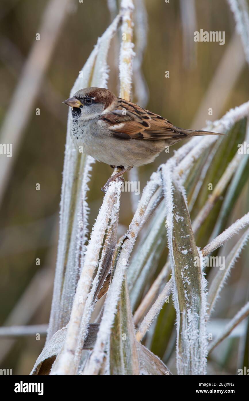 Haussperling (Passer domesticus) auf frostigen Schilf, Caerlaverock Wildfowl & Wetland Trust Reserve, Dumfries & Galloway, Schottland Stockfoto