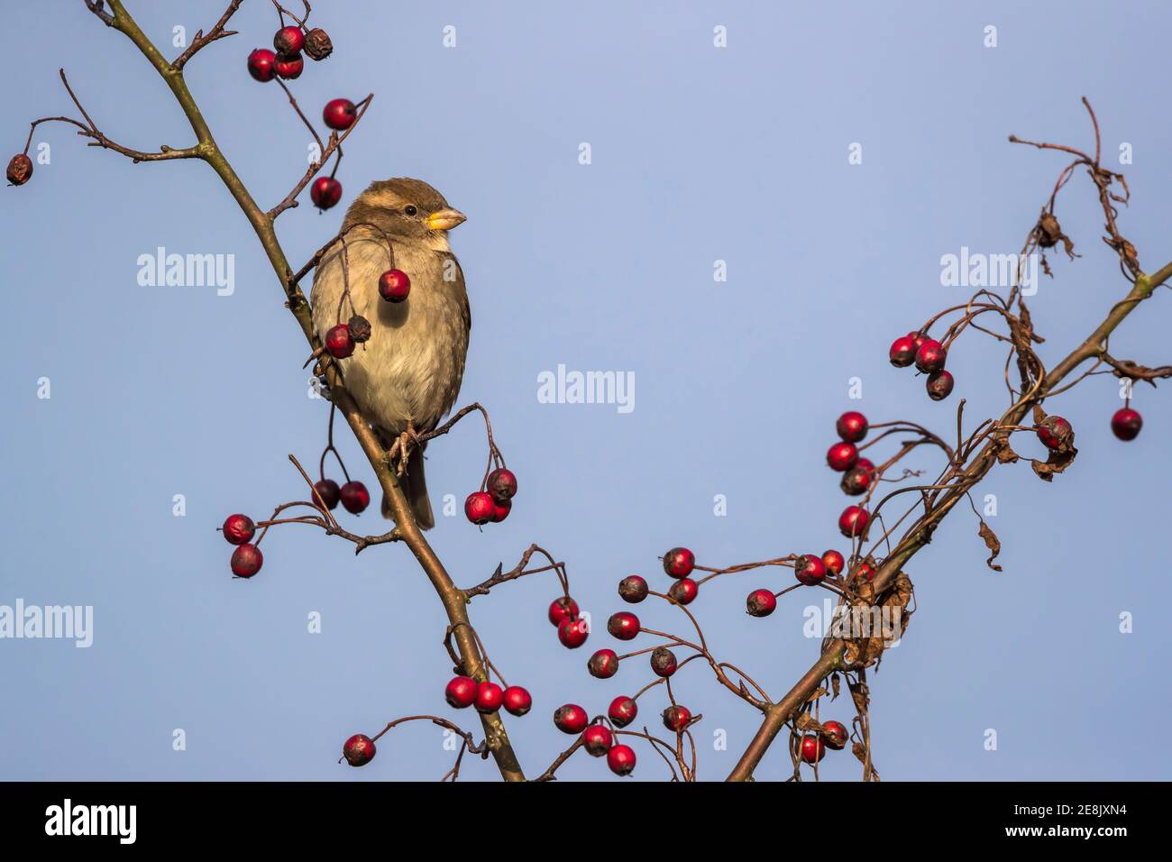 Hausgesperling (Passer domesticus) auf Weißdorn (Crataegus monogyna), Caerlaverock WWT, Dumfries & Galloway, Schottland Stockfoto