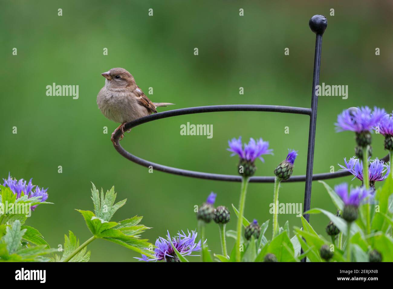 Haussperling (Passer domesticus) weiblich, Northumberland Nationalpark, Großbritannien Stockfoto