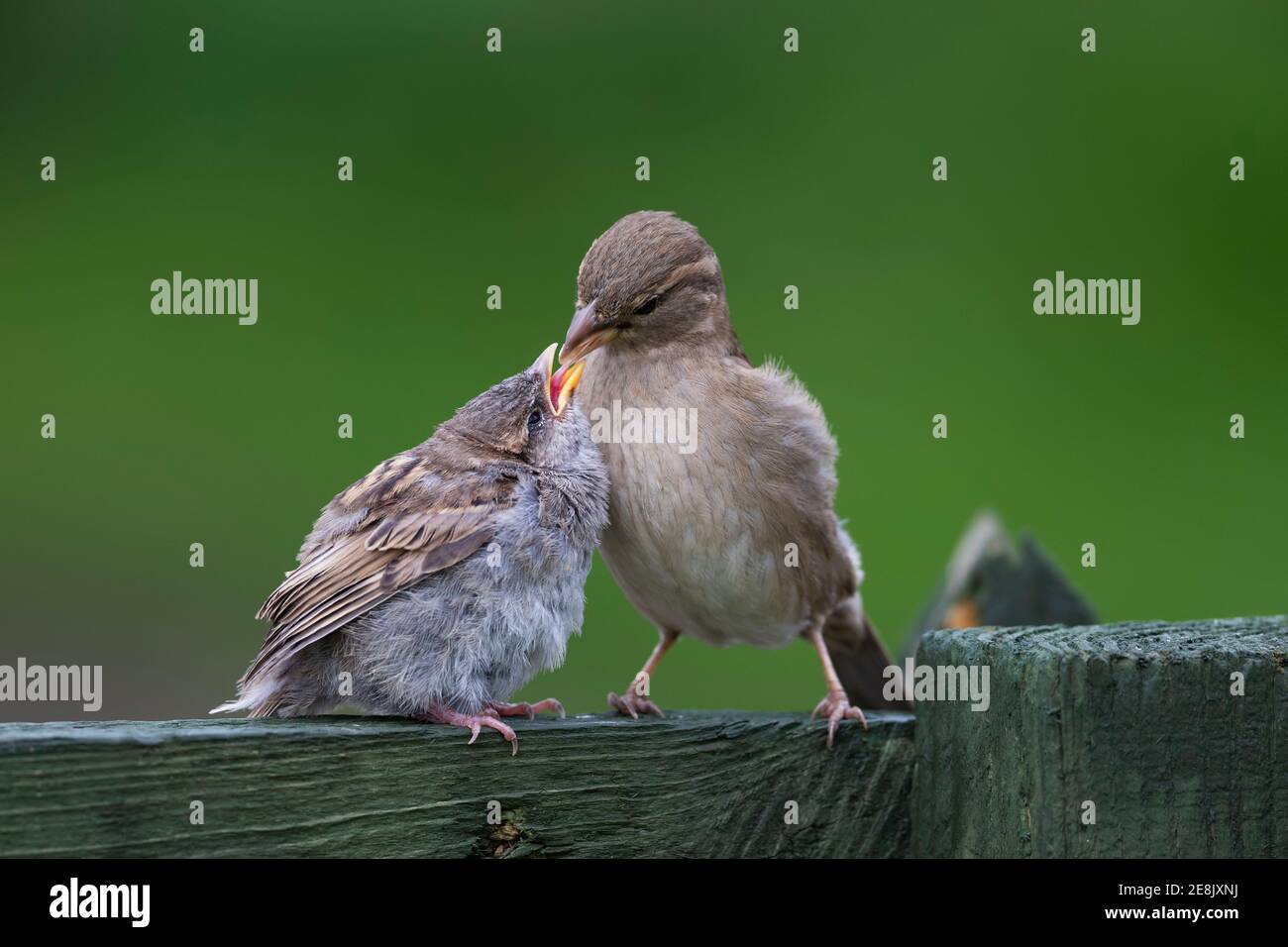 Haussperling (Passer domesticus) weibliche Fütterung Jungling, Northumberland Nationalpark, Großbritannien, Stockfoto