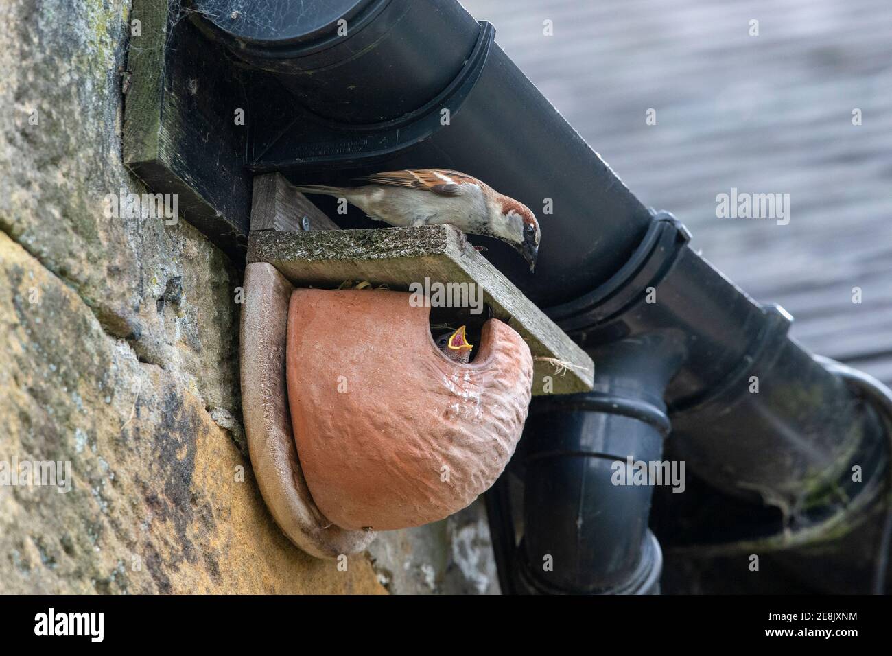 Haussperling (Passer domesticus) und Küken im künstlichen Haus martin Nest, Northumberland Nationalpark, Großbritannien, Stockfoto