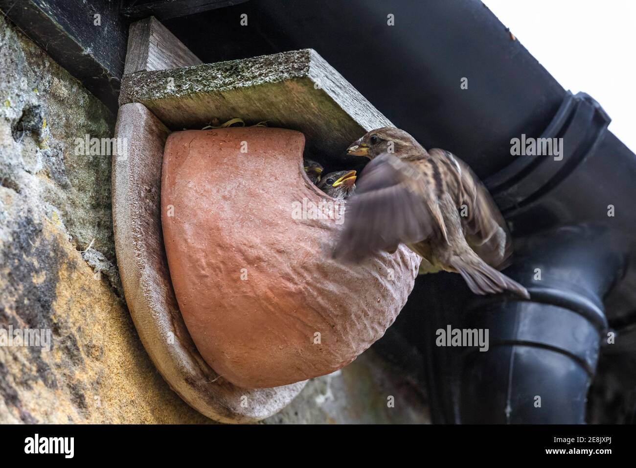 Haussperling (Passer domesticus) Weibchen füttern Küken im künstlichen Haus martin Nest, Northumberland Nationalpark, Großbritannien Stockfoto