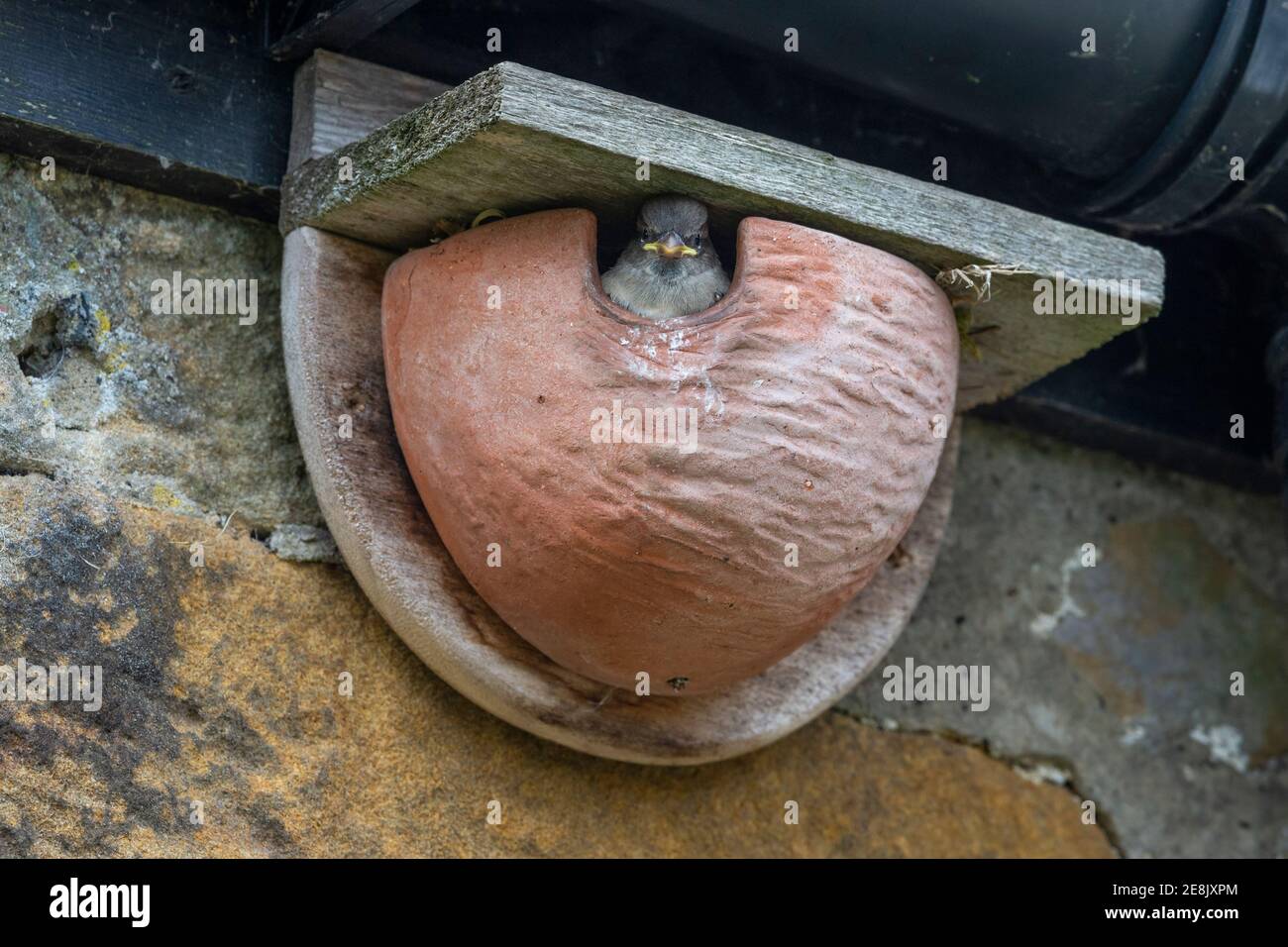 Haussperling (Passer domesticus) Küken im künstlichen Haus martin Nest, Northumberland Nationalpark, Großbritannien Stockfoto