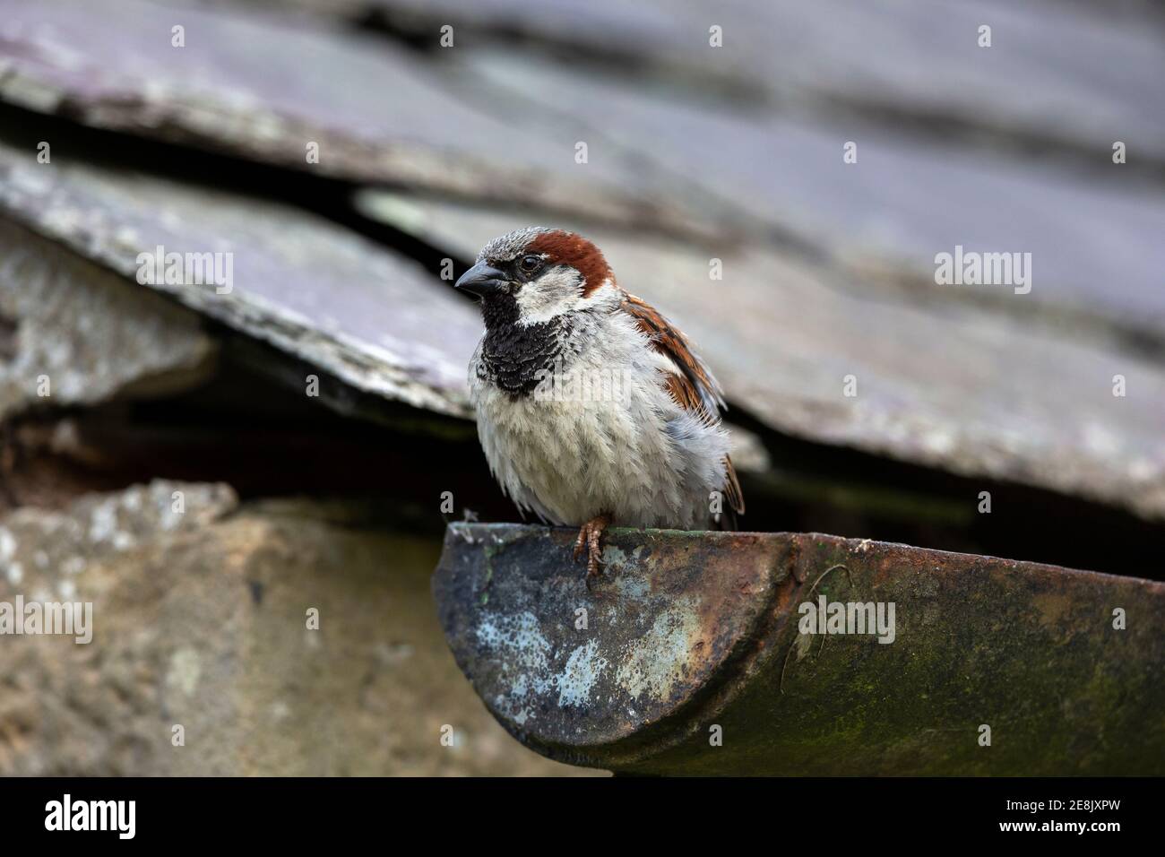 Haussperling (Passer domesticus) männlich, Northumberland Nationalpark, Großbritannien Stockfoto