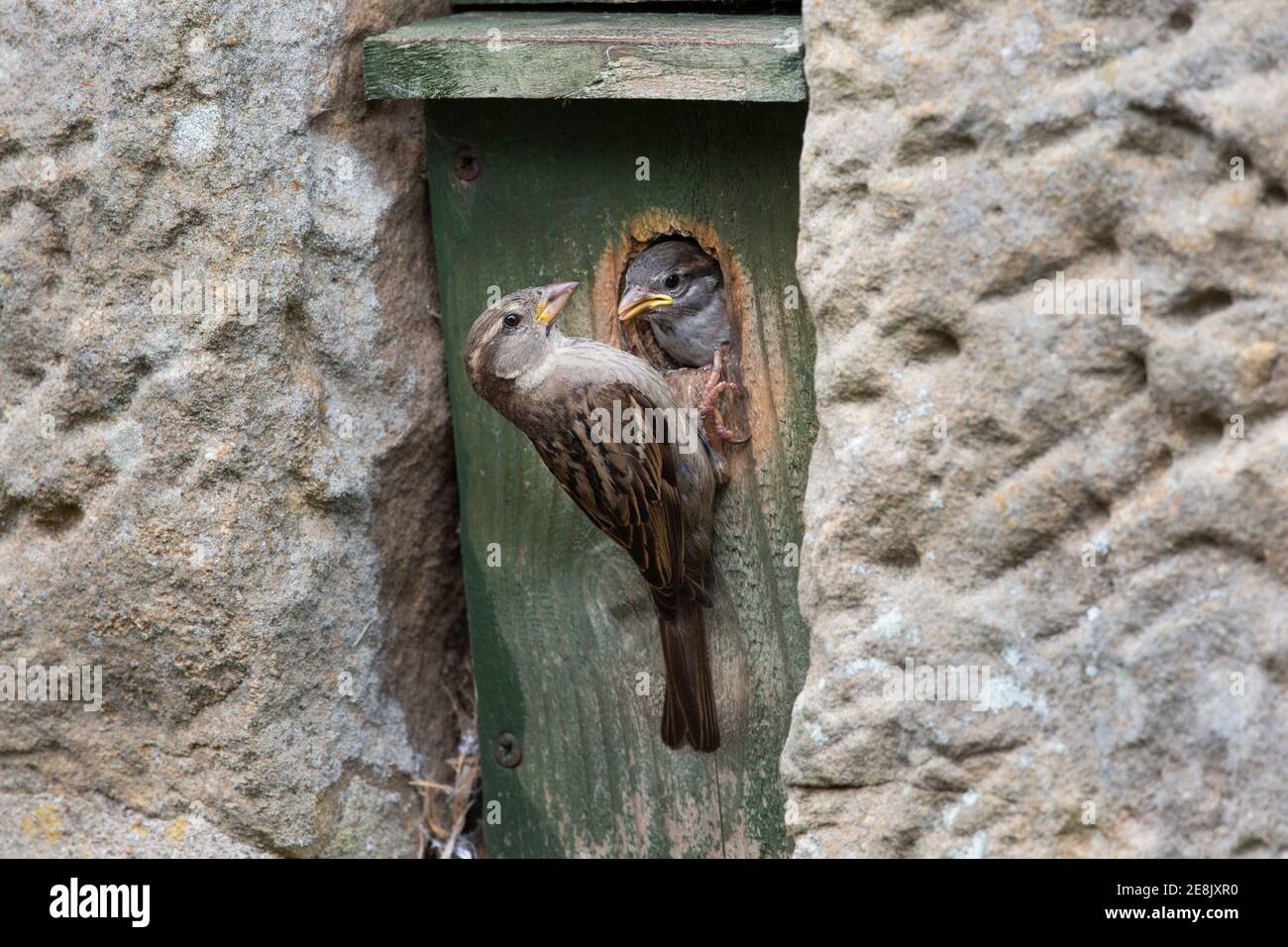 Haussperling (Passer domesticus) Weibchen füttern Küken in Nistkasten, Northumberland Nationalpark, Großbritannien Stockfoto