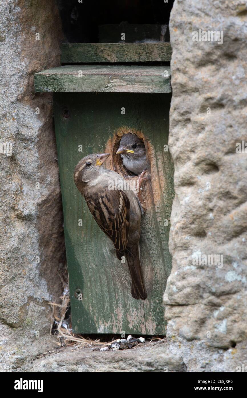 Haussperling (Passer domesticus) Weibchen füttern Küken in Nistkasten, Northumberland Nationalpark, Großbritannien Stockfoto