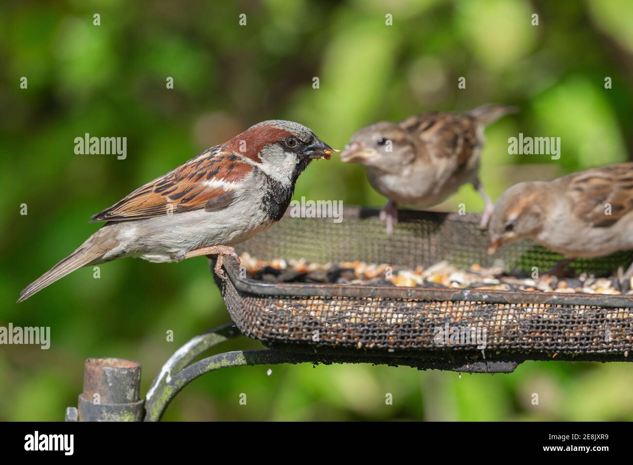 Haussperling (Passer domesticus) Fütterung auf Saatschale, Northumberland Nationalpark, Großbritannien Stockfoto