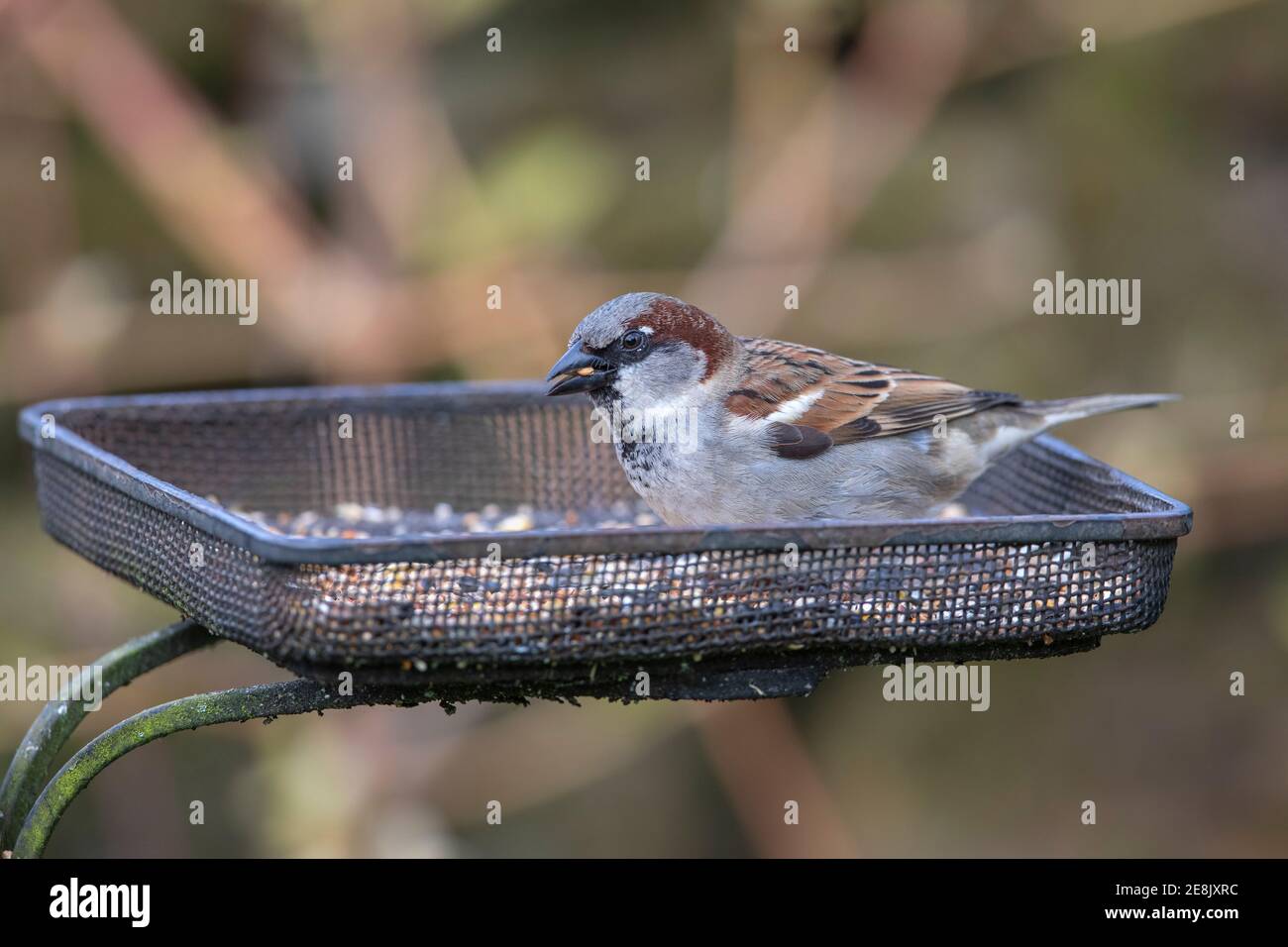 Haussperling (Passer domesticus) Fütterung auf Saatschale, Northumberland Nationalpark, Großbritannien Stockfoto