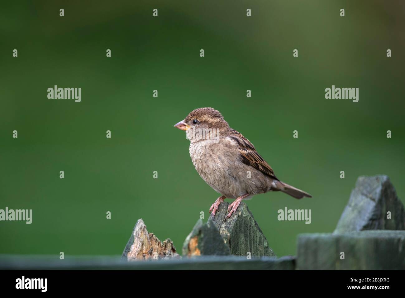 Haussperling (Passer domesticus) weiblich, Northumberland Nationalpark, Großbritannien Stockfoto