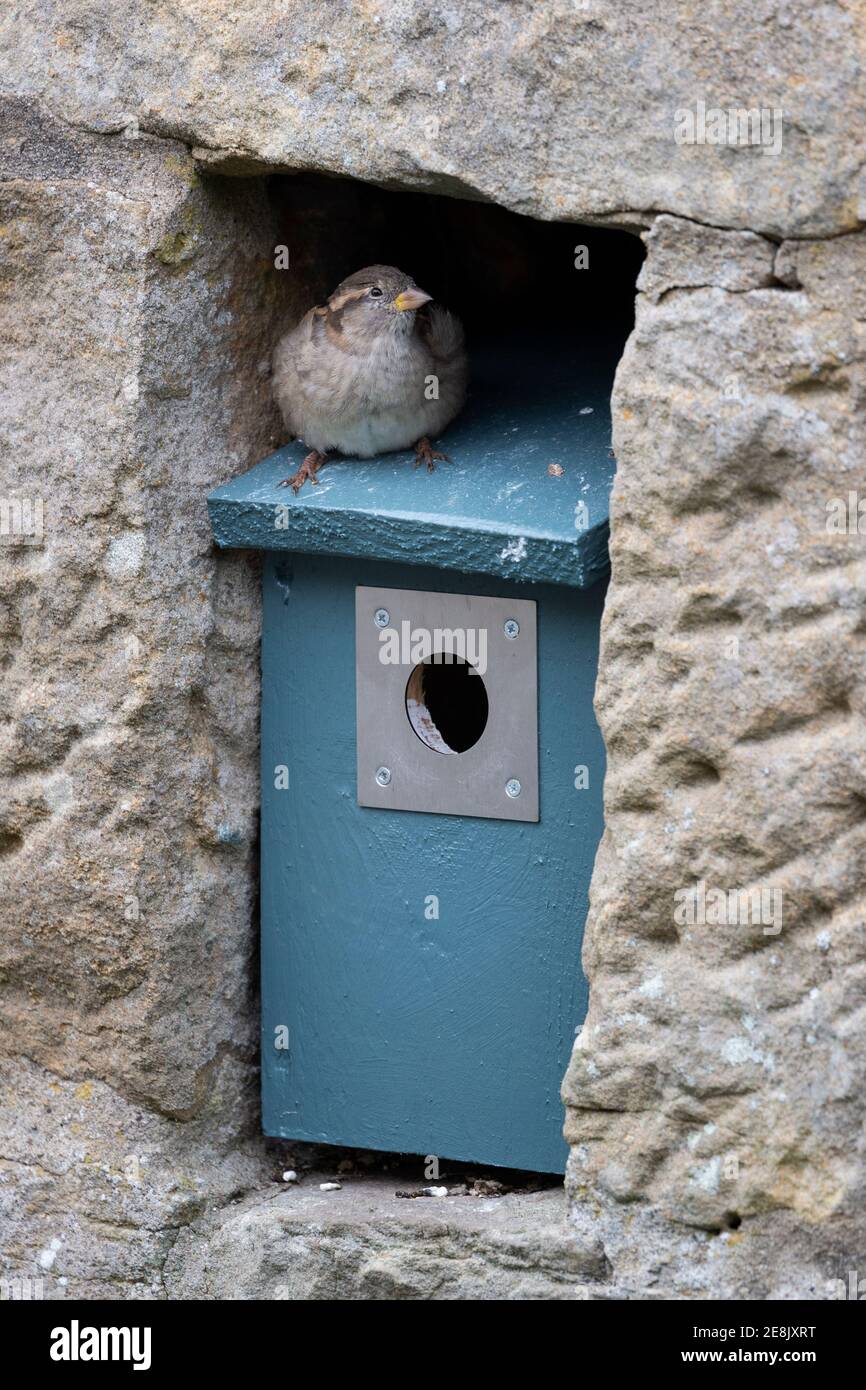 Haussperling (Passer domesticus) weiblich im Nistbox, Northumberland National Park, Großbritannien Stockfoto