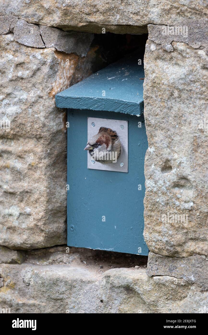 Haussperling (Passer domesticus) Männchen im Nistkasten, Northumberland Nationalpark, Großbritannien Stockfoto