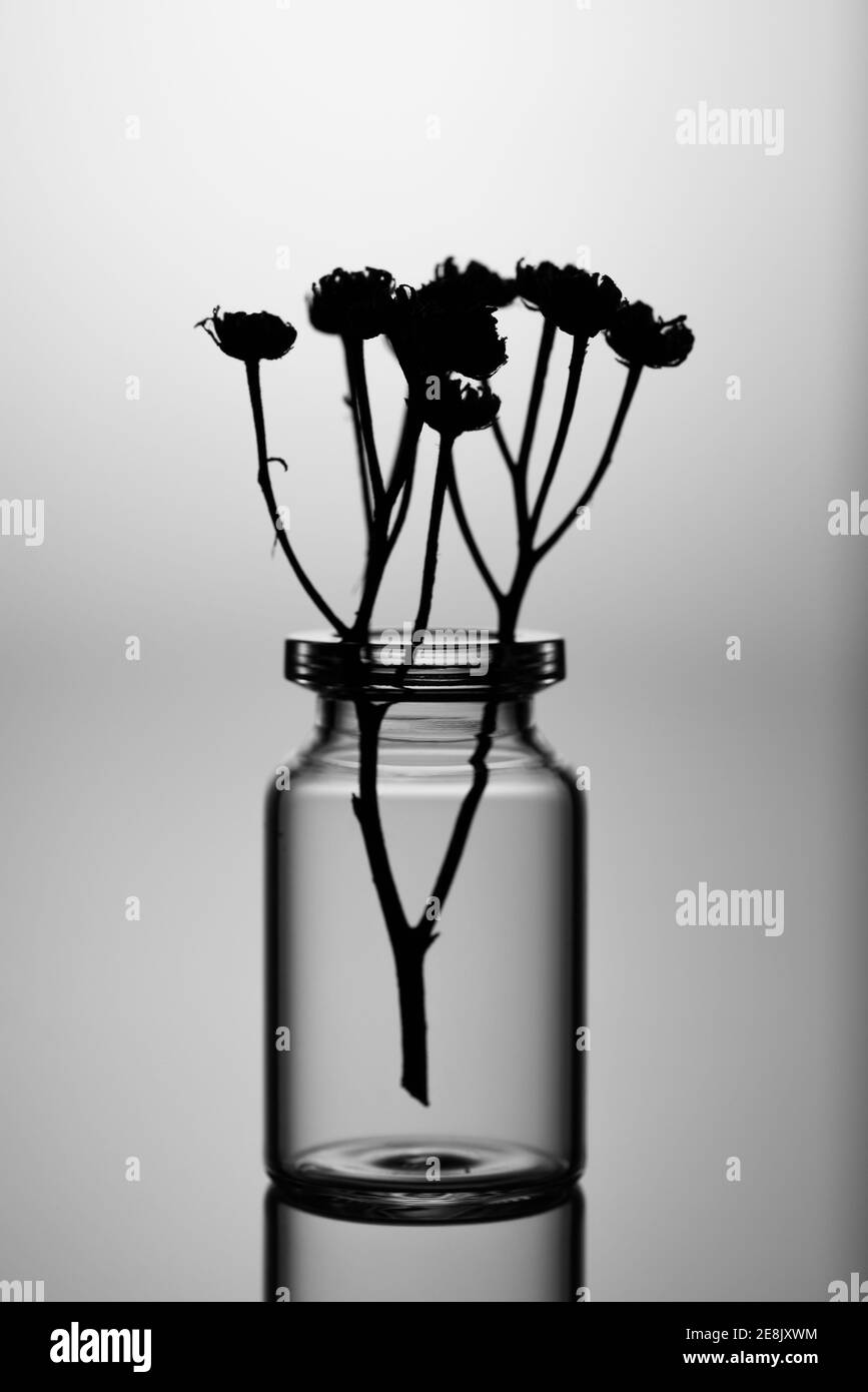 Verwelkte Blume in einem Glas. Nahaufnahme mit großer Reflexion auf grauem Hintergrund. Stockfoto