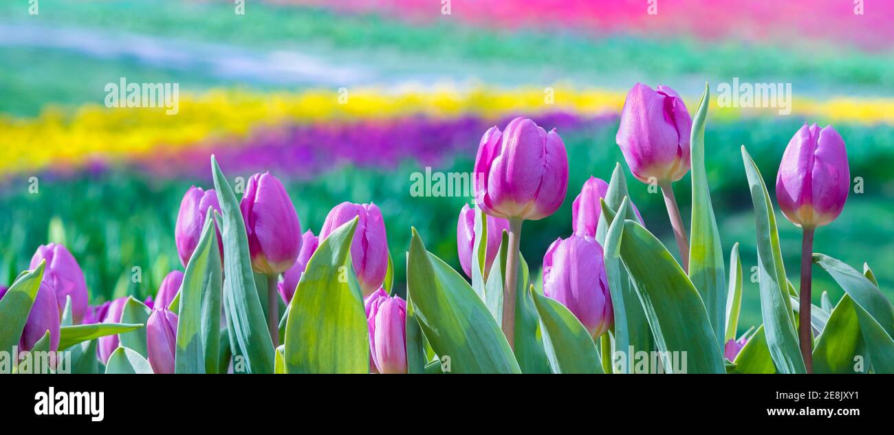 Abstrakte Spring Header-Vorlage in Pastelltönen - leuchtend rosa Tulpen in der Vorderansicht Nahaufnahme. Blumenbeet mit Bokeh-Effekt - bunte florale Dekorationen Stockfoto