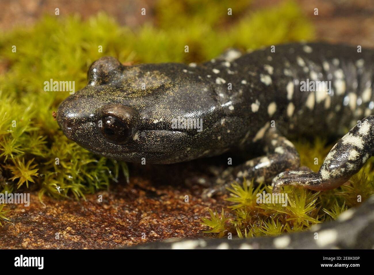 Nahaufnahme einer Kopfaufnahme eines erwachsenen Aneides flavipunctatus, Schwarzer Salamander Stockfoto