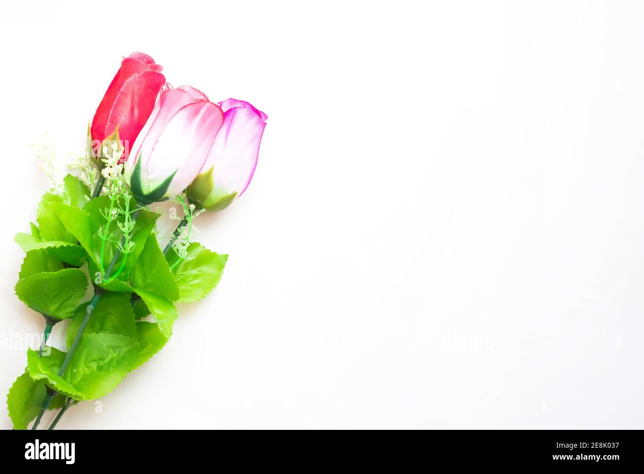 Schöne mehrfarbige Rosen auf weißem Hintergrund Stockfoto
