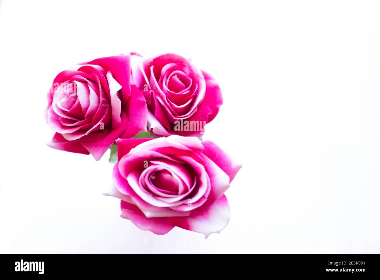 Rosa Rosen-Blumen isoliert auf weißem Hintergrund Stockfoto