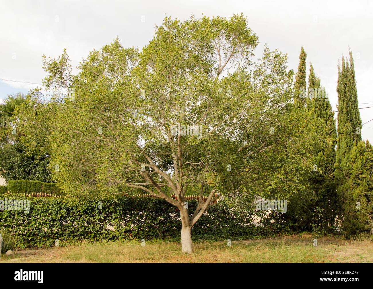 Schöner Ficus benjamina Baum im Garten in Spanien Stockfotografie - Alamy