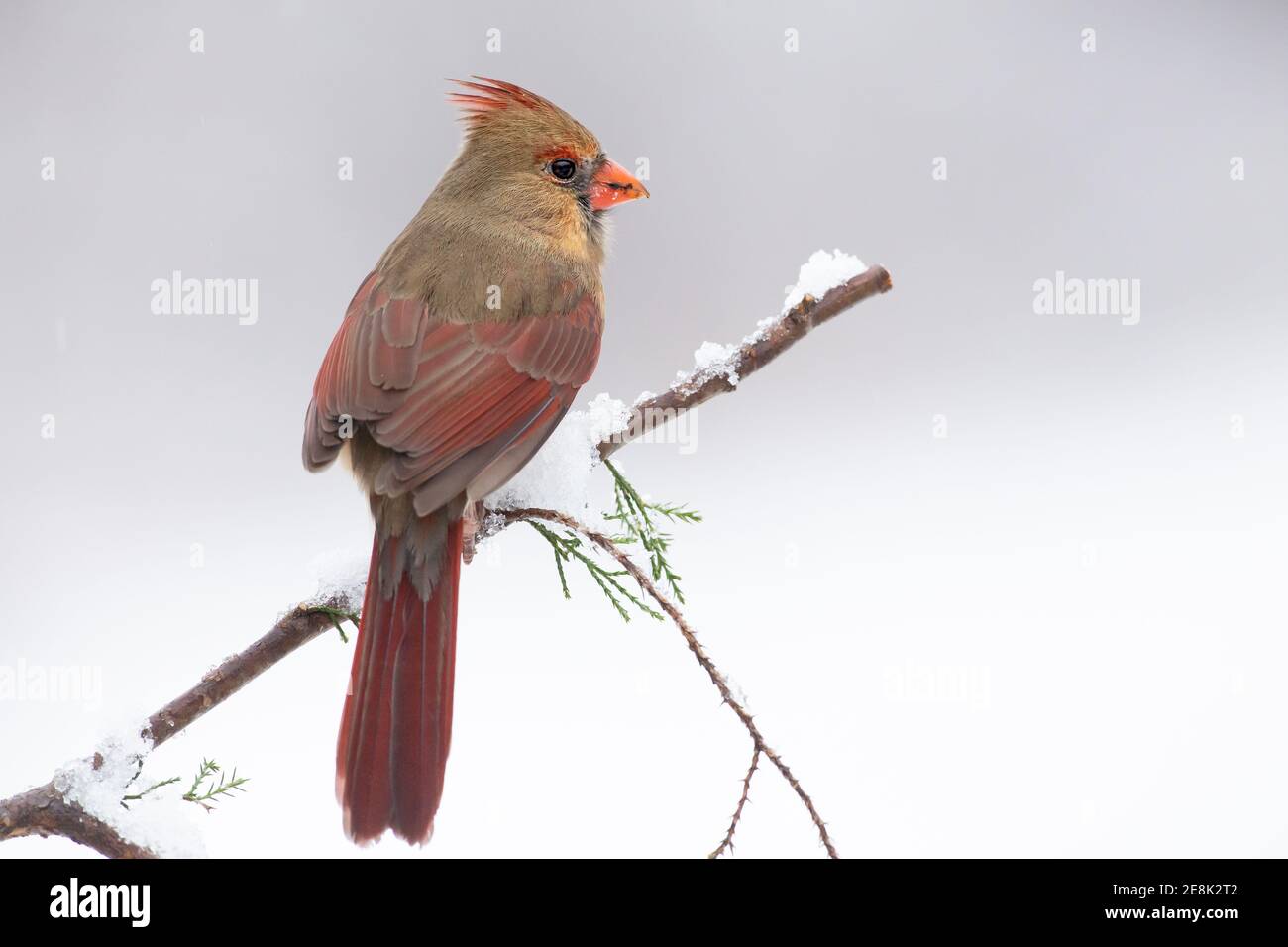 Weiblicher nördlicher Kardinal im Schnee, Cardinalis cardinalis Stockfoto