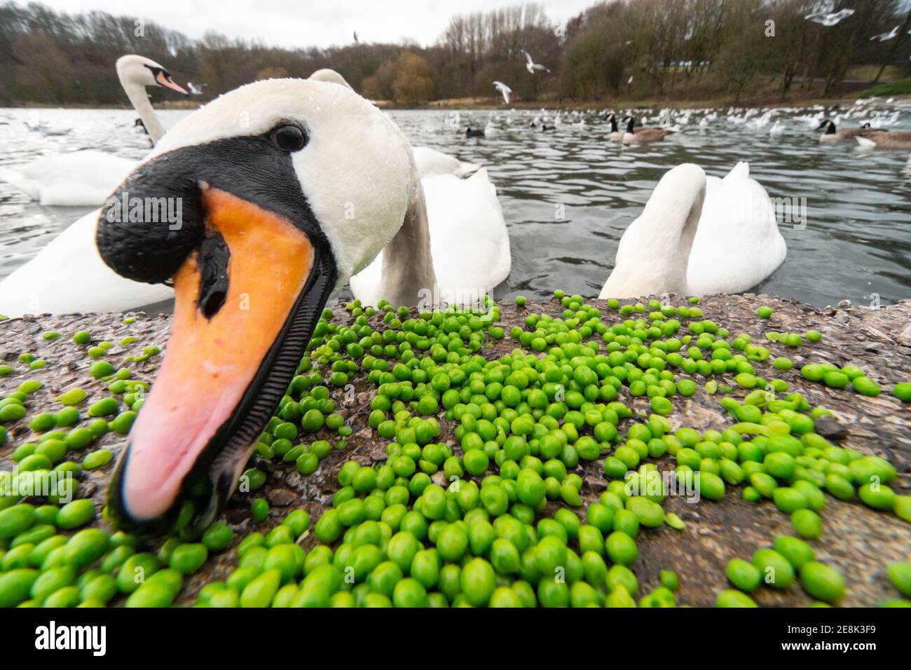 Mute Schwan (cygnus olor) essen Erbsen links am Rande eines Sees in einem englischen Landpark. Der leuchtend orange Schnabel ist ein Zeichen der Reife. England, Großbritannien Stockfoto