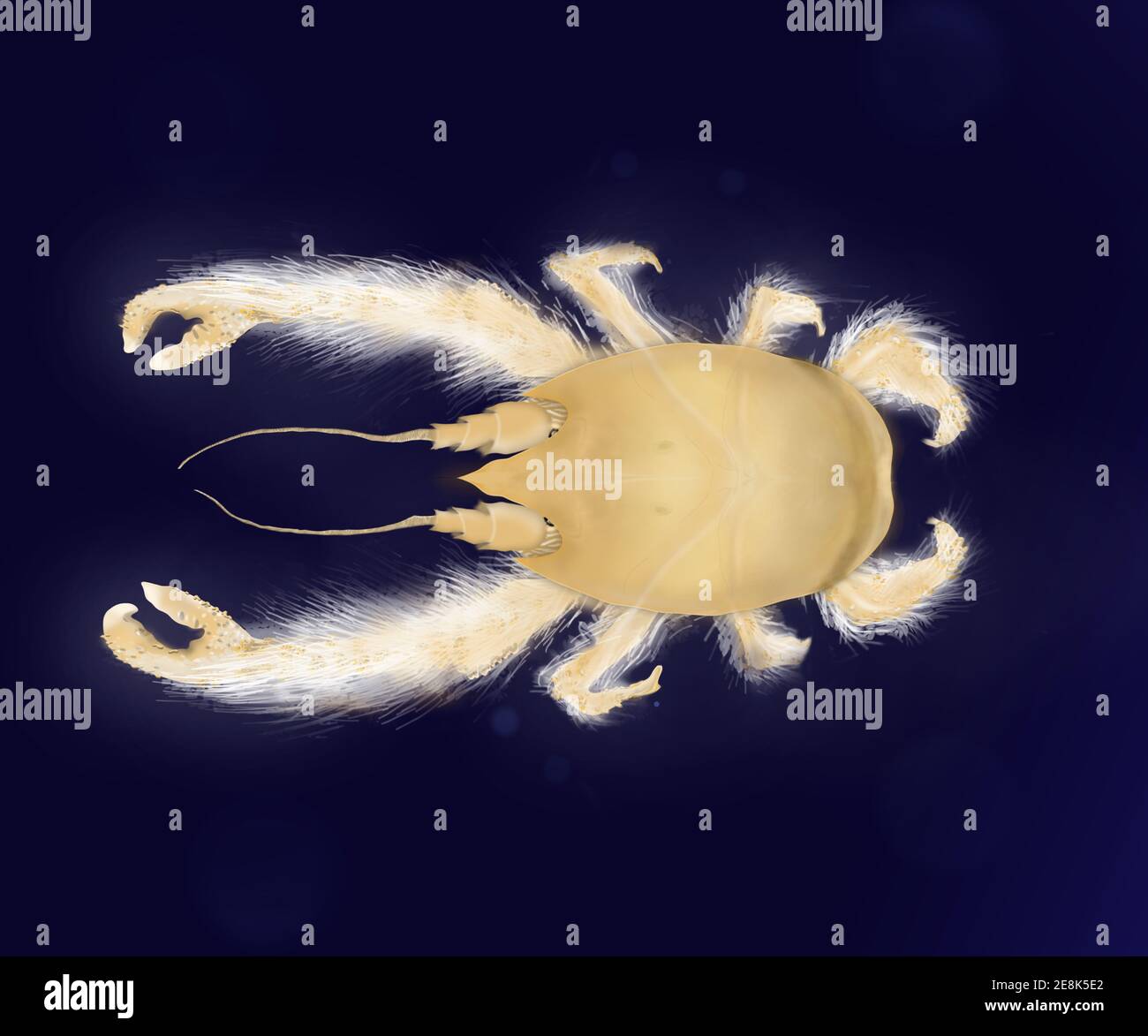Yeti Krabbe - Kiwa hirsuta. Realistische Details. Weiße Krabbe mit haarigen Körper. Tiefseegeschöpf. Stockfoto
