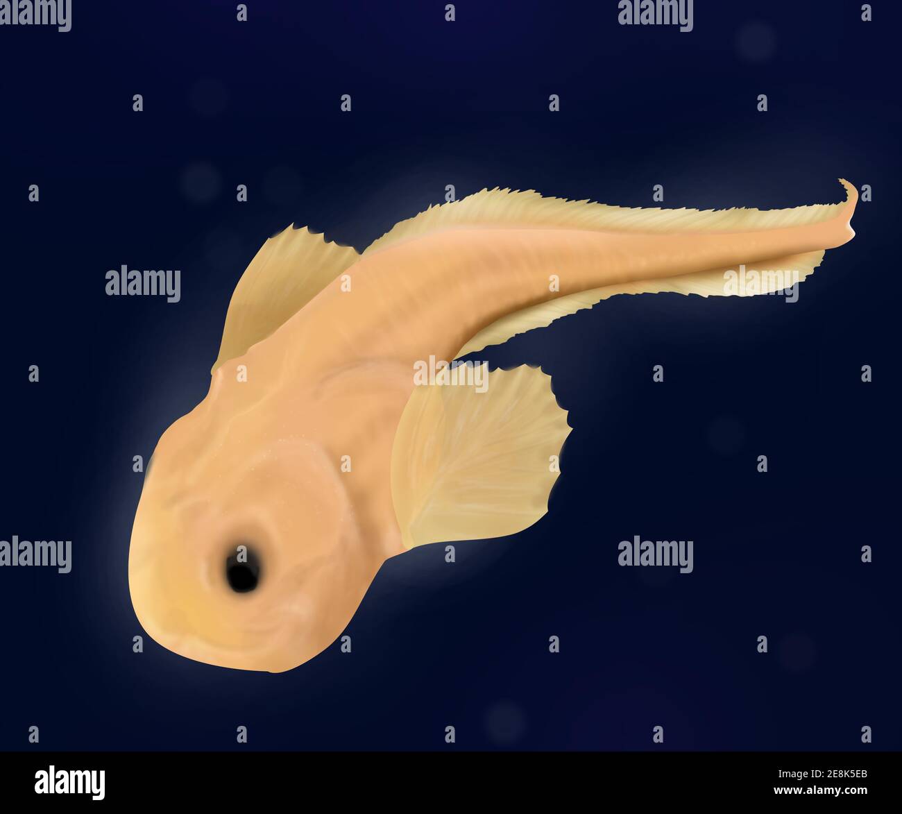 Snailfish. Mariana-Schneckenfisch. Die Liparidae. Pseudoliparis amblystomopsis. Realistische Details. Tiefseegeschöpf. Stockfoto