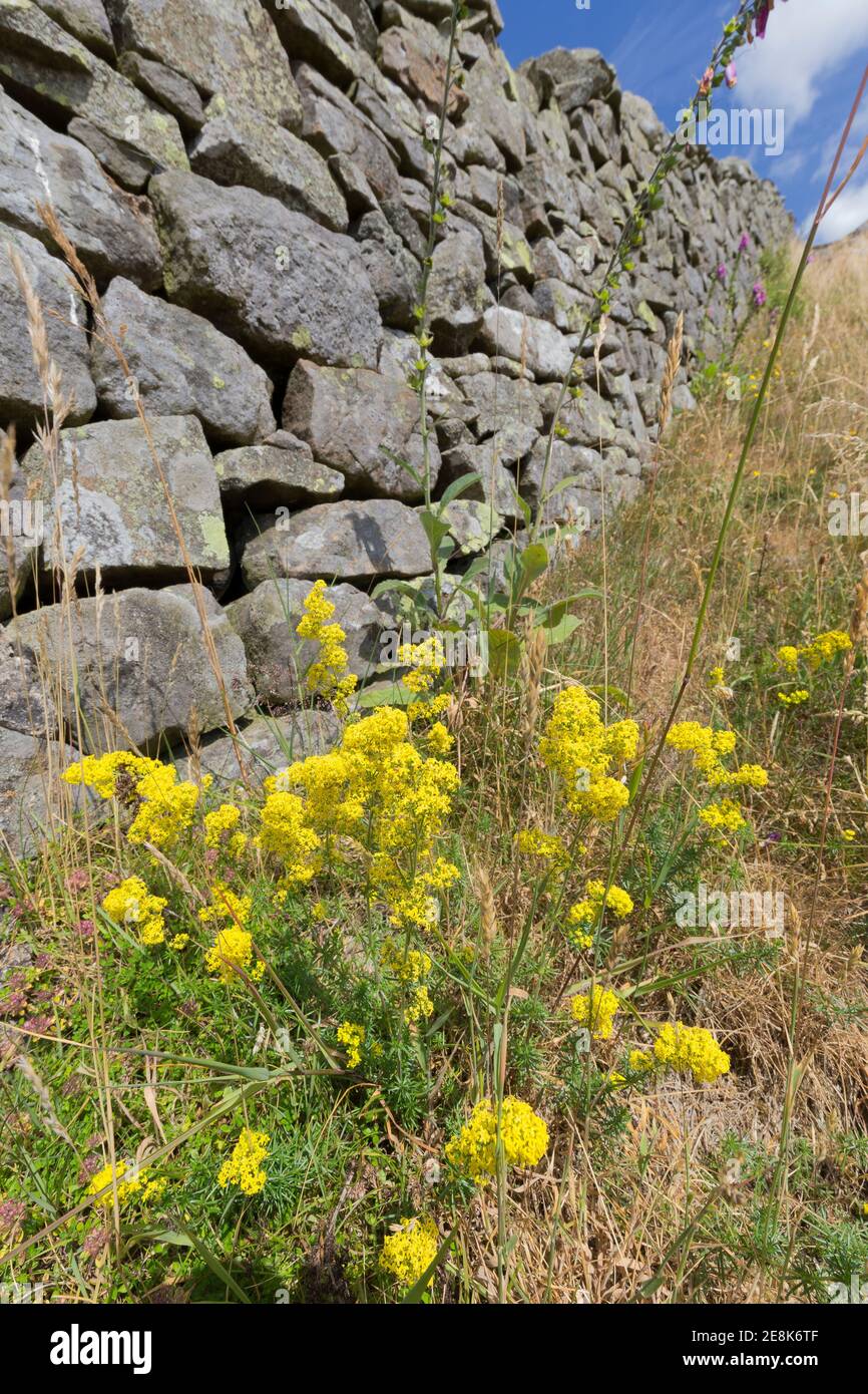 Wild Flowers - Lady's Bedstraw - in Caw Gap, Hadrian's Wall, Northumberland, Großbritannien Stockfoto