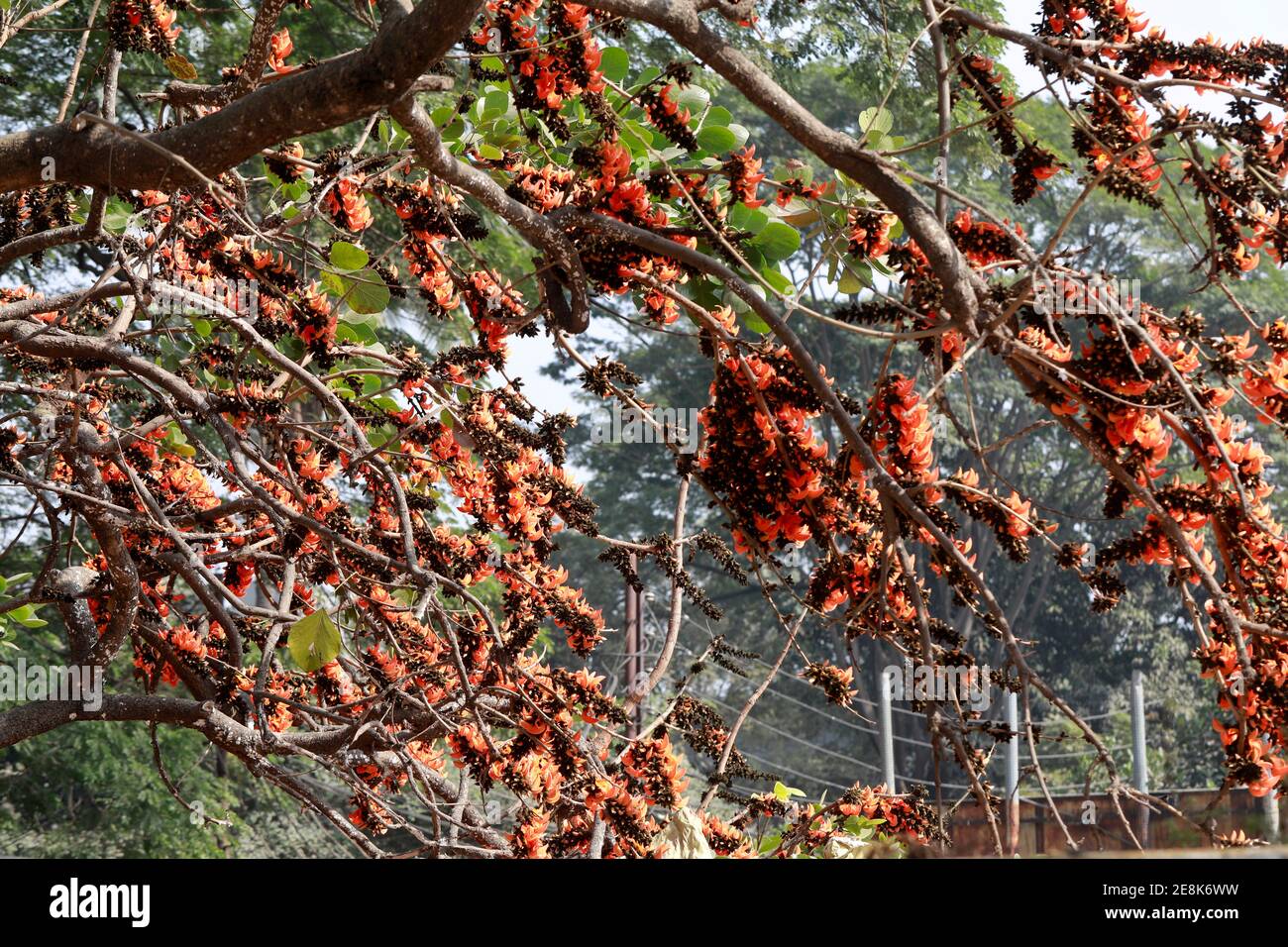 Dhaka, Bangladesch - 31. Januar 2021: Der Frühling ist noch ein paar Tage entfernt, aber der Frühling ist bereits in der Natur angekommen. Frühlingsblumen blühen im Ken Stockfoto