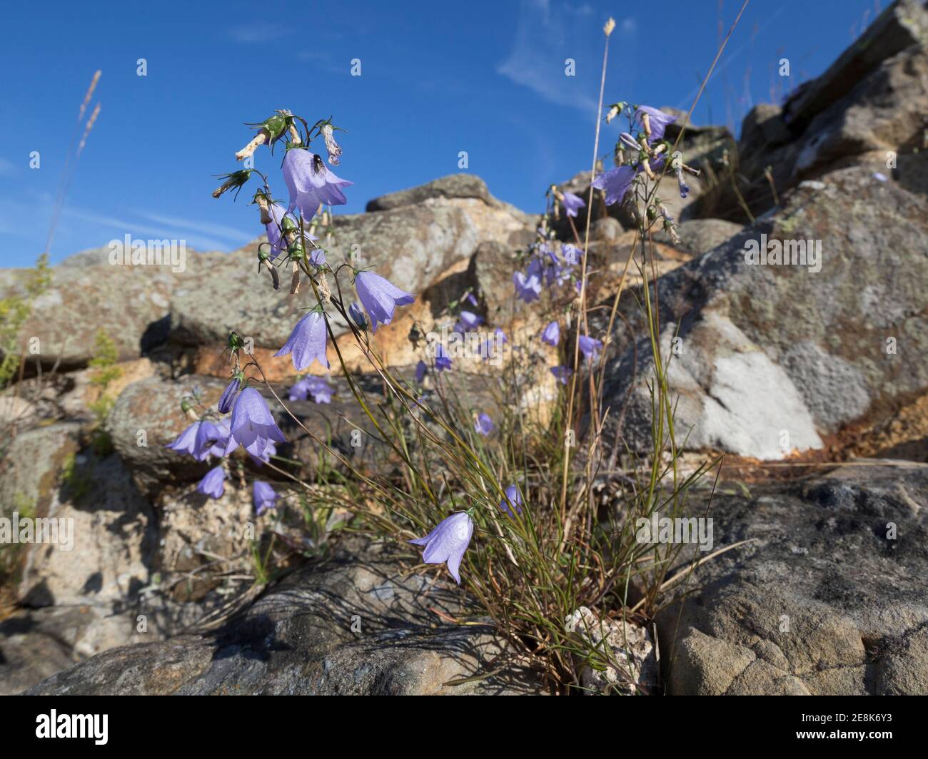 Wildblumen - Harebells - wächst in Spalten der römischen Mauer in der Nähe von Sycamore Gap, Hadrian's Wall, Northumberland, Großbritannien Stockfoto