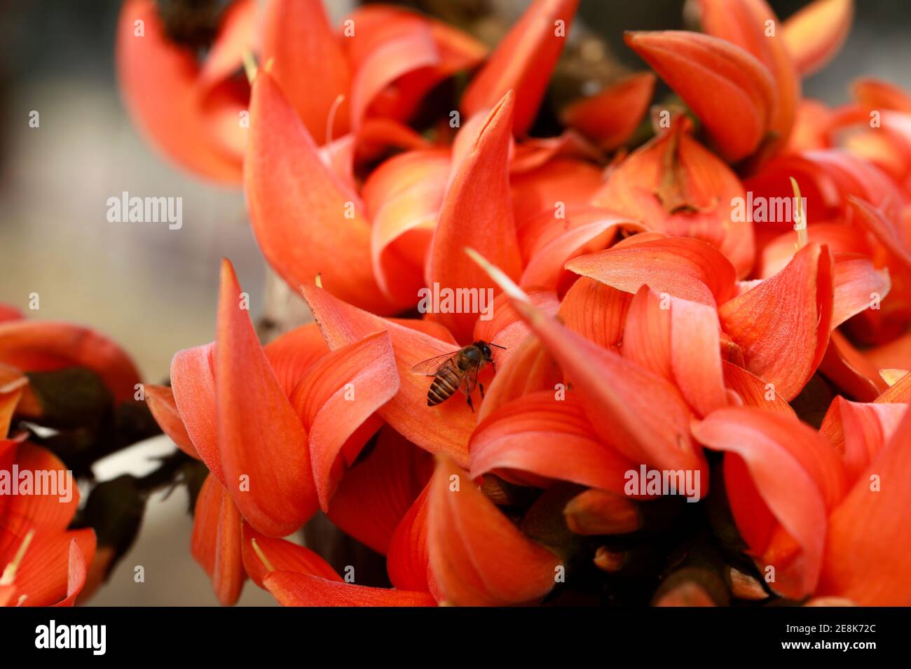 Dhaka, Bangladesch - 31. Januar 2021: Der Frühling ist noch ein paar Tage entfernt, aber der Frühling ist bereits in der Natur angekommen. Frühlingsblumen blühen im Ken Stockfoto